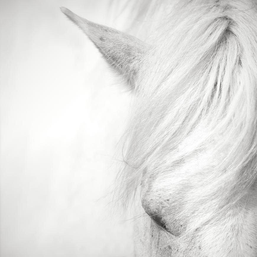 White horses of the Camargue photo workshop - Ocean Capture