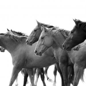 Equidae Equine Photography Workshop with Tony Stromberg - Ocean Capture