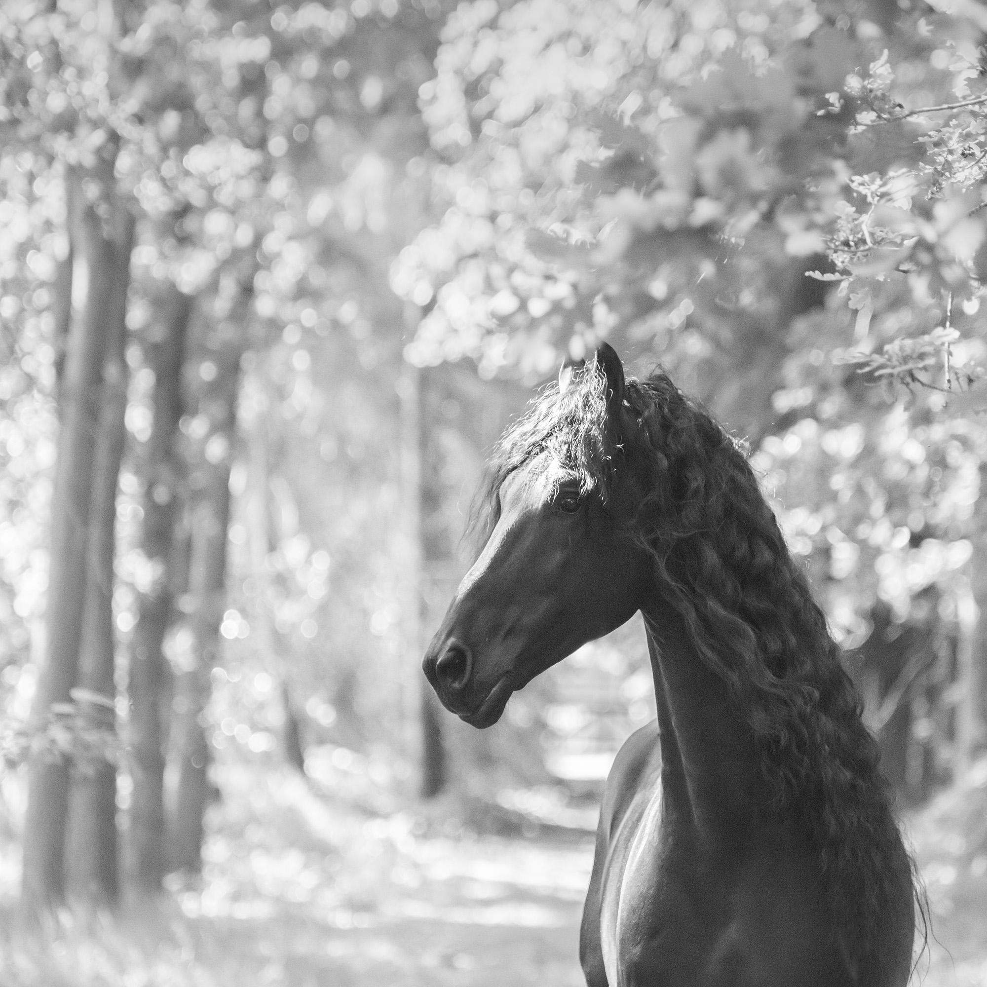Friesian Horses Equine Photography Workshop - Ocean Capture